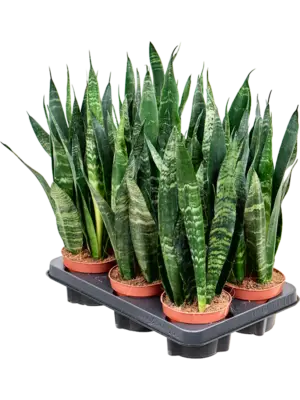 Tuft