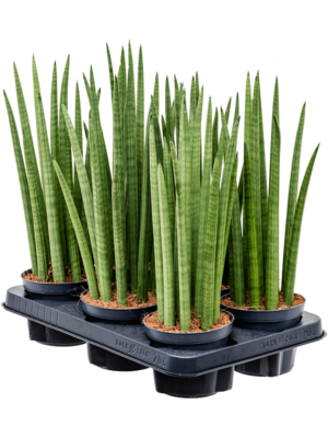 Tuft