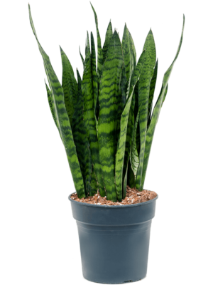 Tuft
