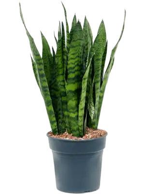 Tuft