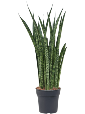 Tuft