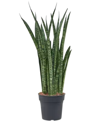 Tuft