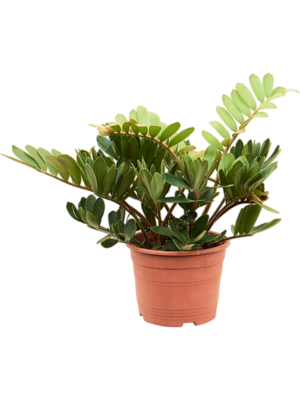 Bush