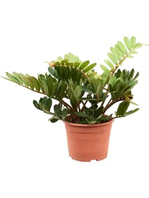 Bush