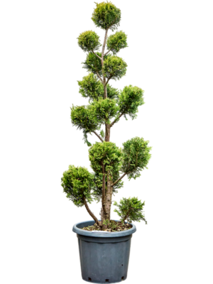 Branched/Multi crowns