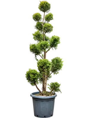 Branched/Multi crowns
