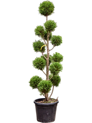 Branched/Multi crowns
