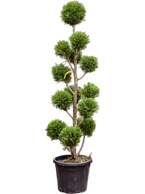 Branched/Multi crowns