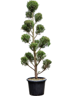 Branched/Multi crowns