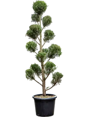 Branched/Multi crowns