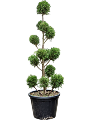 Branched/Multi crowns