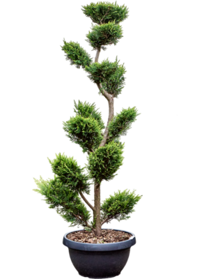 Branched/Multi crowns