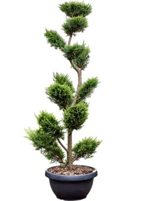 Branched/Multi crowns