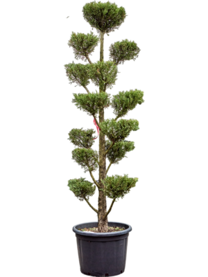 Branched/Multi crowns