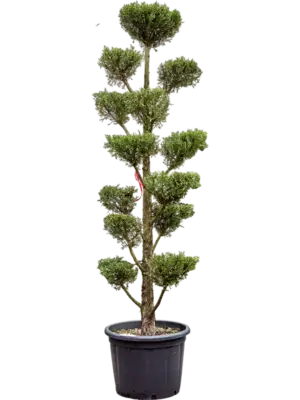 Branched/Multi crowns
