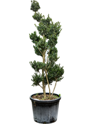 Bonsai