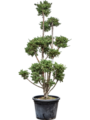 Bonsai