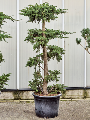 Bonsai