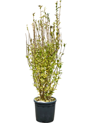 Bush