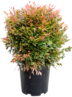 Bush