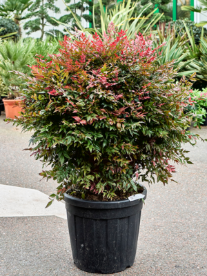 Bush