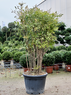 Bush