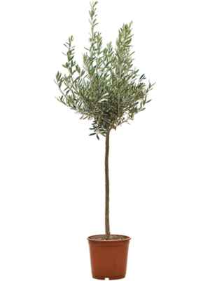 Stem