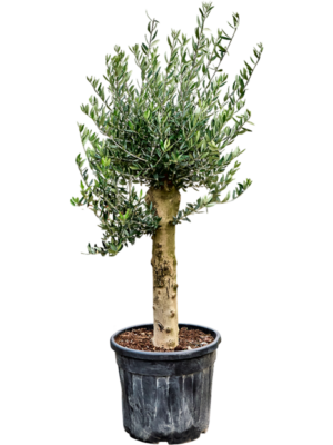Stem