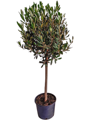 Stem
