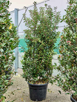 Bush