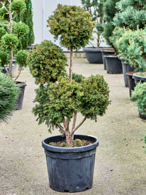 Branched/Multi crowns