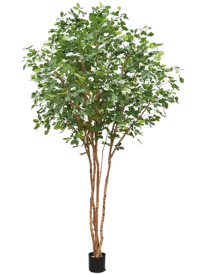 Branched