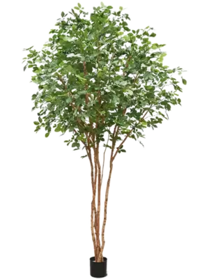 Branched