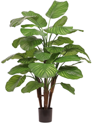Bush
