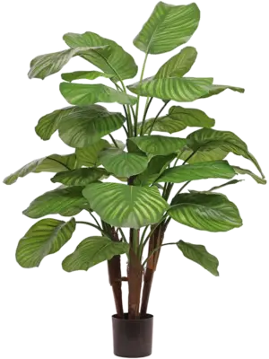 Bush