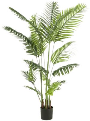 Palm 16lvs 160cm