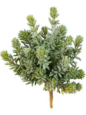 Bush (26x)