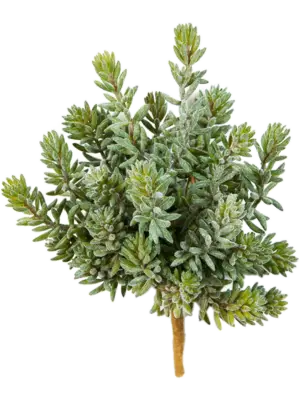Bush (26x)