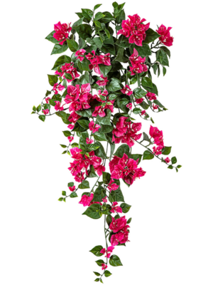 Hanging Bush Fuchsia (UV)