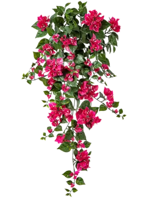 Hanging Bush Fuchsia (UV)