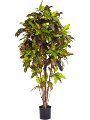 Branched