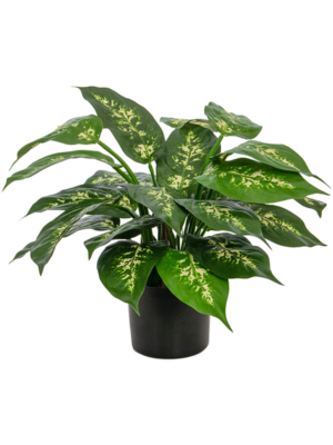 Potted (FR)