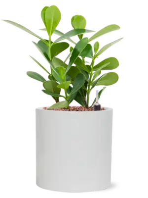 Hydroculture