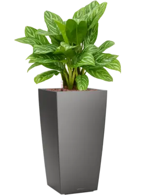 Hydroculture