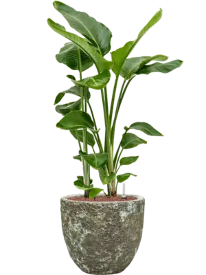 Hydroculture