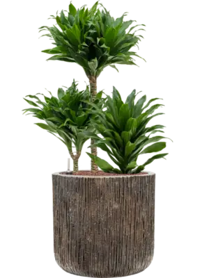 Hydroculture