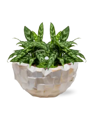 Hydroculture