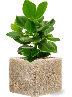 Hydroculture
