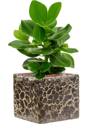 Hydroculture