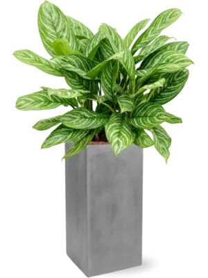 Hydroculture